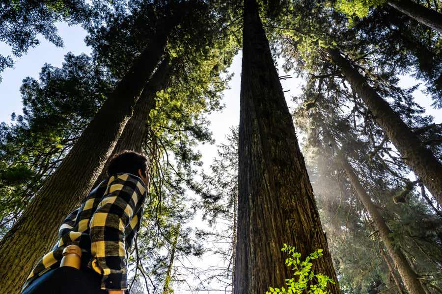 Henry Cowell State Park