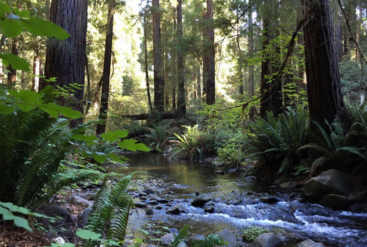 Best Time of Year to Visit the Santa Cruz Mountains for Hiking and Glamping