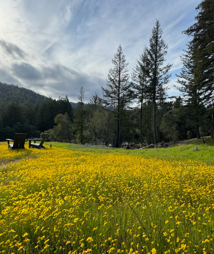 Hillside meadow in Santa Cruz Mountains